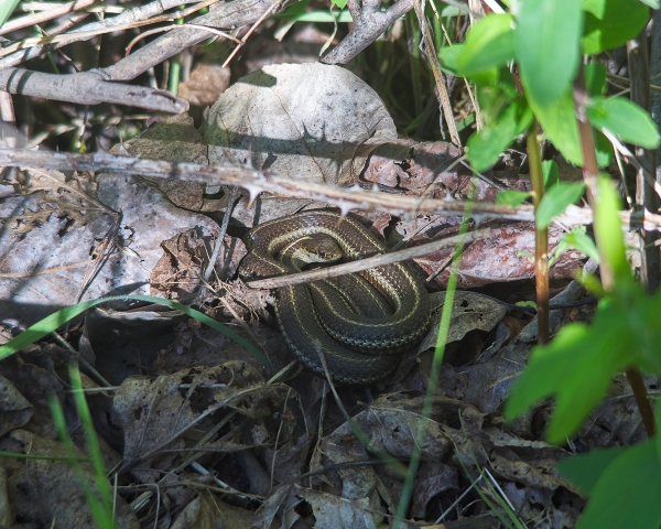 Photo of Thamnophis elegans by <a href="http://www.flickr.com/photos/wolfnowl">Mike Nelson Pedde</a>